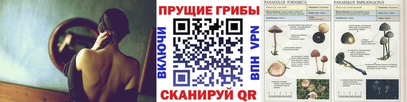 OMG онион  Оханск  Галлюциногенные грибы Psilocybe 